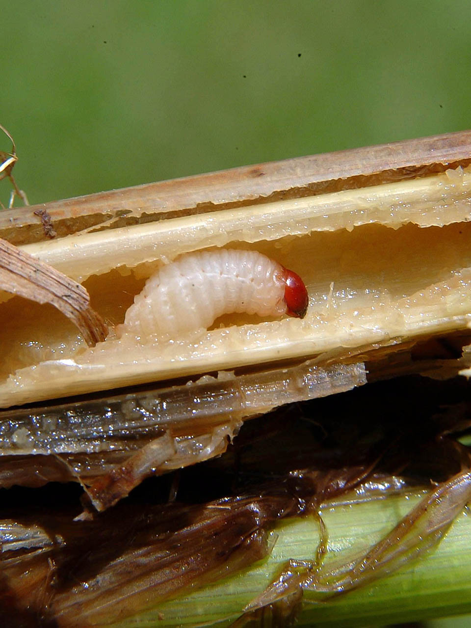 BillbugLarvaLSUAgCenter1.jpg low res.jpg thumbnail